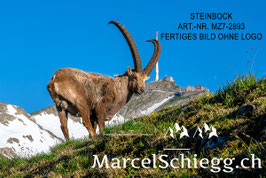 Leinwandbild-Steinbock/Säntis Art.-Nr. MZ7-2893