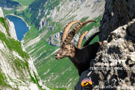 Leinwandbild-Steinbock Art.-Nr. MZ7-7353
