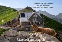 Leinwandbild-Steinbock/Rotsteinpass Art.-Nr. MZ8-4949
