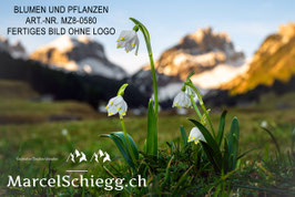 Alu-Dibond-FineArt-Blumen und Pflanzen Art.-Nr. MZ8-0580