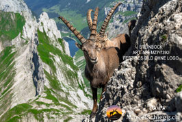 Leinwandbild-Steinbock Art.-Nr. MZ7-7392