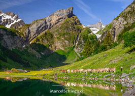 PK-Seealpsee/Öberefahre/Alpfahrt-MS8-1243