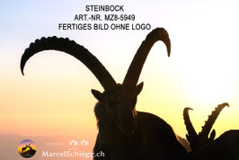 Leinwandbild-Steinbock Art.-Nr. MZ8-5949
