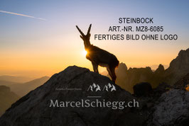 Leinwandbild-Steinbock Art.-Nr. MZ8-6085