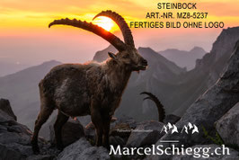 Alu-Dibond-FineArt-Steinbock Art.-Nr. MZ8-5237