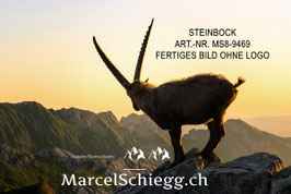 Leinwandbild-Steinbock Art.-Nr. MS8-9469
