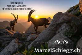 Poster/FineArt Print-Steinbock Art.-Nr. MZ8-5869