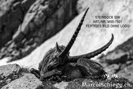Leinwandbild-Steinbock S/W Art.-Nr. MS5-7501