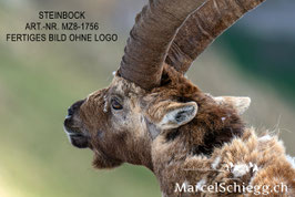 Alu-Dibond-FineArt-Steinbock Art.-Nr. MZ8-1756