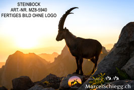 Leinwandbild-Steinbock Art.-Nr. MZ8-5940