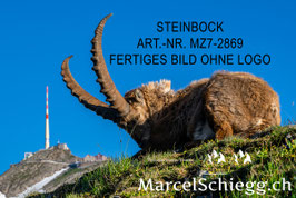 Leinwandbild-Steinbock/Säntis Art.-Nr. MZ7-2869