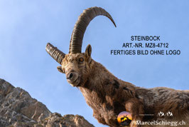 Leinwandbild-Steinbock Art.-Nr. MZ8-4712