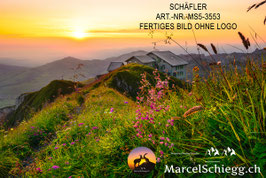 Leinwandbild-Schäfler Art.-Nr. MS5-3553