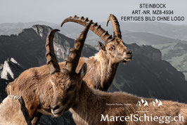 Leinwandbild-Steinbock Art.-Nr. MZ8-4934