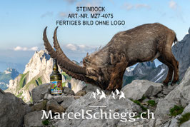 Alu-Dibond-FineArt-Steinbock Art.-Nr. MZ7-4075