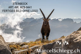 Poster/FineArt Print-Steinbock Art.-Nr. MZ8-9441