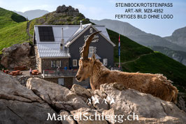 Alu-Dibond-FineArt-Rotsteinpass/Steinbock Art.-Nr. MZ8-4952