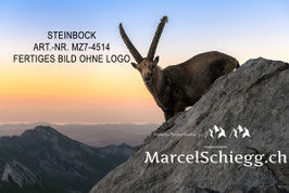 Leinwandbild-Steinbock Art.-Nr. MZ7-4514