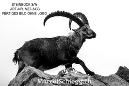 Leinwandbild-Steinbock S/W Art.-Nr. MZ7-3433