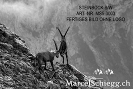 Leinwandbild-Steinbock S/W Art.-Nr. MS5-3003