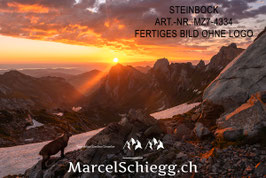 Leinwandbild-Steinbock Art.-Nr. MZ7-4334