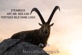 Leinwandbild-Steinbock Art.-Nr. MZ8-5380