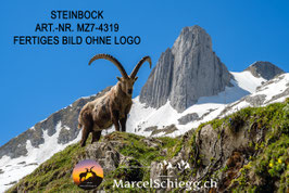 Leinwandbild-Steinbock Art.-Nr. MZ7-4319