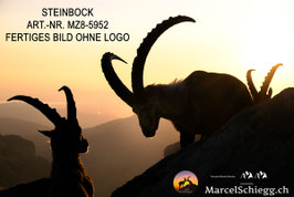 Leinwandbild-Steinbock Art.-Nr. MZ8-5952