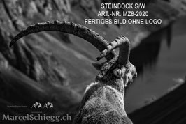 Leinwandbild-Steinbock S/W Art.-Nr. MZ8-2020