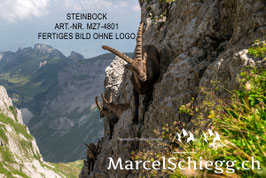 Alu-Dibond-FineArt-Steinbock Art.-Nr. MZ7-4801