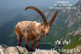 Leinwandbild-Steinbock Art.-Nr. MZ8-4699