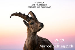 Leinwandbild-Steinbock Art.-Nr. MZ8-5641