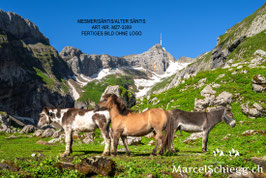 Mesmer/Säntis/Alter Säntis Art.-Nr. MZ7-3209