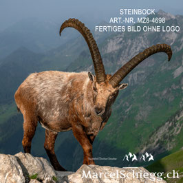 Leinwandbild-Steinbock Art.-Nr. MZ8-4698