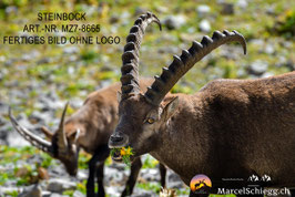 Leinwandbild-Steinbock Art.-Nr. MZ7-8665