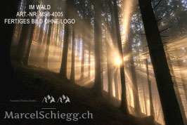 Leinwandbild-Im Wald Art.-Nr. MS8-4005