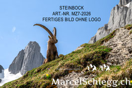 Alu-Dibond-FineArt-Steinbock Art.-Nr. MZ7-2026