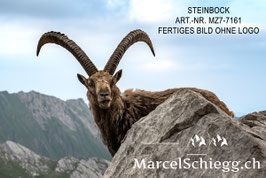 Alu-Dibond-FineArt-Steinbock Art.-Nr. MZ7-7161