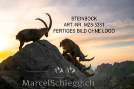 Leinwandbild-Steinbock Art.-Nr. MZ8-5381