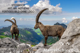 Alu-Dibond-FineArt-Steinbock Art.-Nr. MZ7-8749
