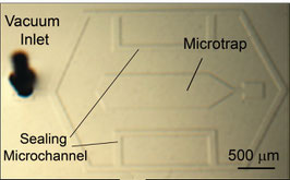 The 'Mechanical Immobilization' Chip