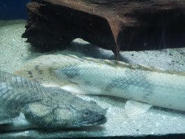 Polypterus endlicheri ca. 45 cm groß