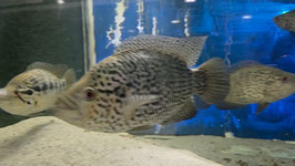 Parachromis, Cichlasoma managuensis