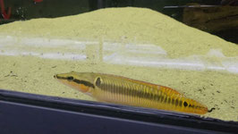 Crenicichla zebrina