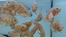 Astronotus ocellatus tiger albino, Tiger Oscar albino
