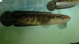 Channa melanoptera sp. Red Barito