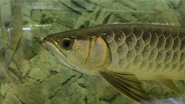 Scleropages formosus, Asiatischer Arowana Selected Golden Crossback