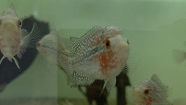 Flowerhorn red Pearl