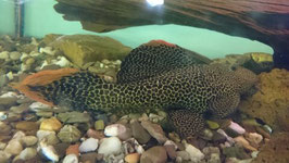 L114 Pseudacanthicus cf. leopardus, Leopard-Kaktuswels