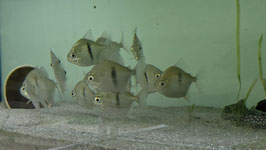 Myleus schomburgkii Variante l, BIG BLACK STRIPE